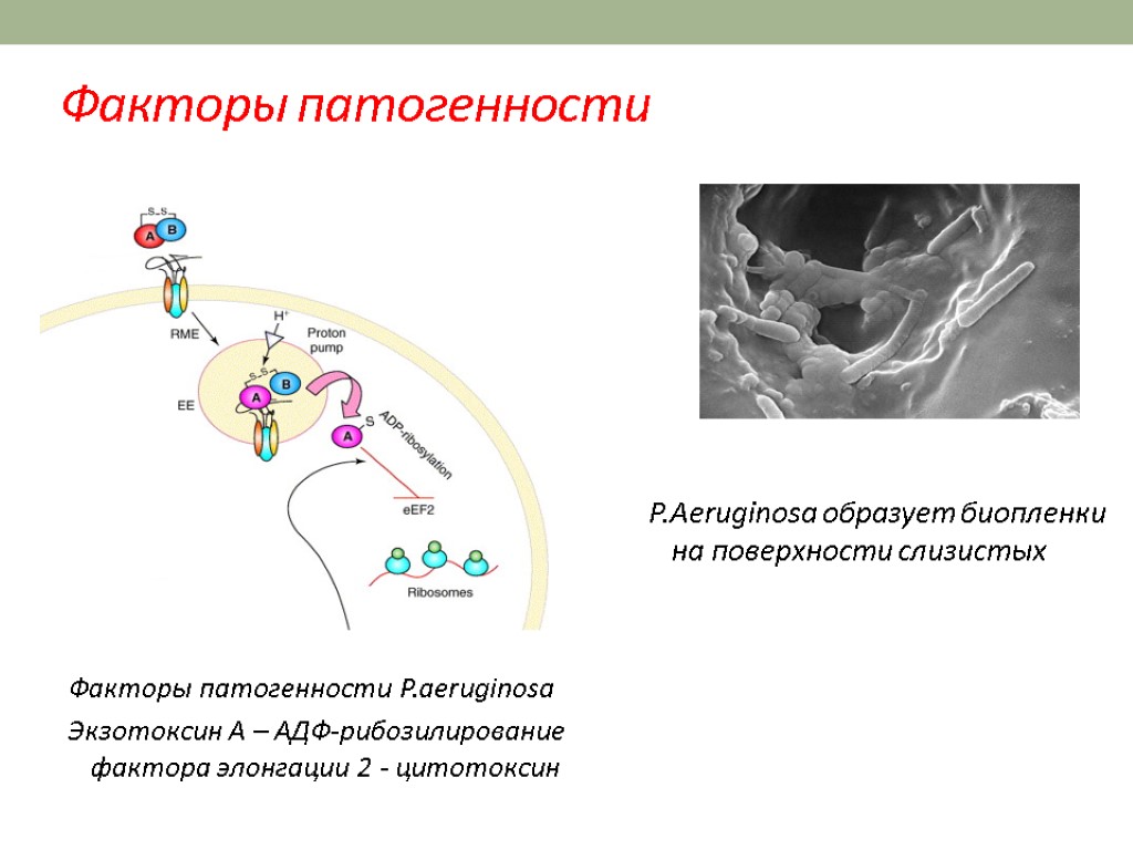 Факторы патогенности Факторы патогенности P.aeruginosa Экзотоксин А – АДФ-рибозилирование фактора элонгации 2 - цитотоксин